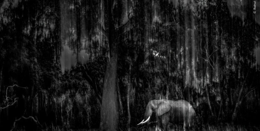 Indian Wildlife Photographer Rahul Sachdev Receives Highly Commended Honour at Wildlife Photographer of the Year 2025